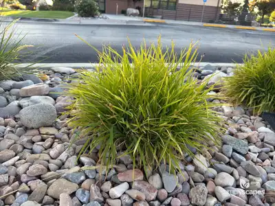 Papyrus Plant