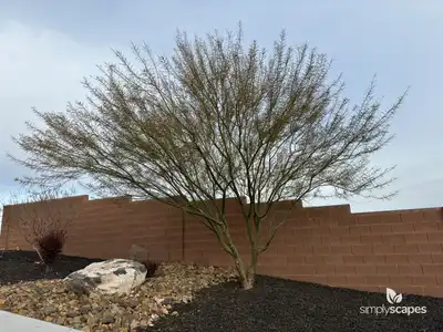 Honey Mesquite
