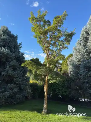 Paperbark Maple Tree