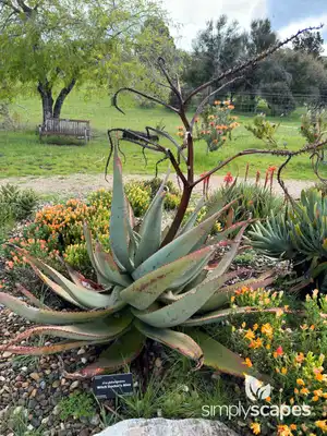 Globule Aloe