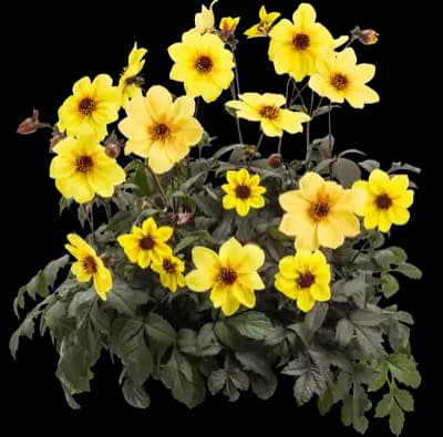Mystic Illusion Dahlia