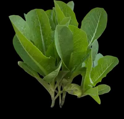 Lettuce