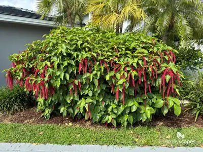 Chenille plant