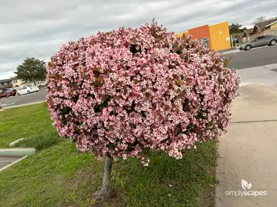 Indian Hawthorn (Rhaphiolepis indica)