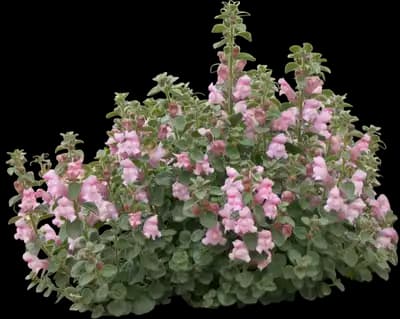 DREW'S FOLLY® Hardy Snapdragon