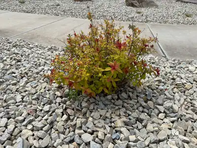 Goldflame Gold Spirea