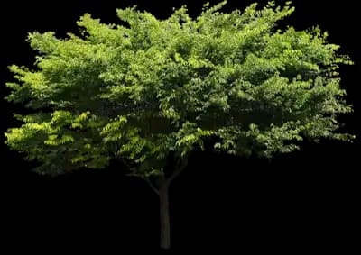 Wireless® Zelkova Tree