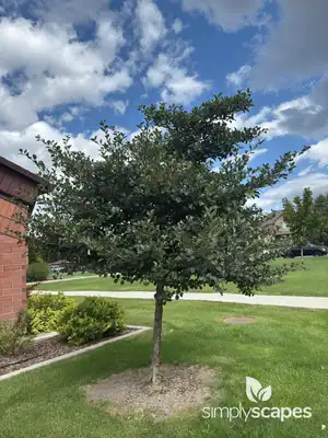 Cockspur Hawthorn