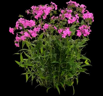 'Opening Act Ultrapink' Hybrid Phlox