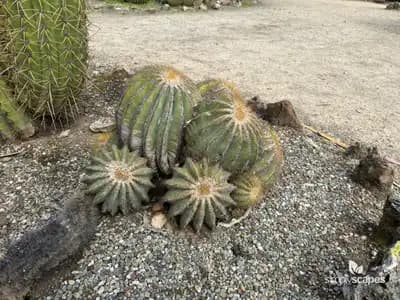Balloon Cactus