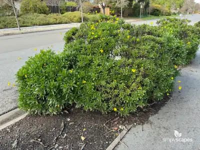 Crown daisy