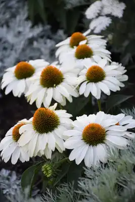Color Coded® The Price is White Coneflower