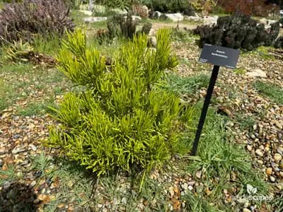 Barberton Senecio