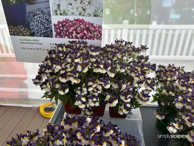 Cape Jewels Nemesia