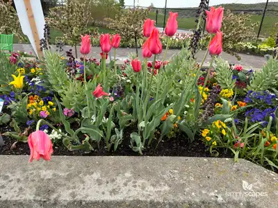 Tulip 'Temple Of Beauty Single Late'