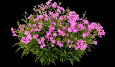 'Opening Act Romance' Hybrid Phlox