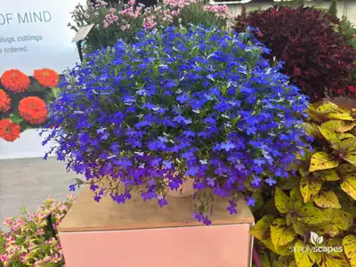 Lobelia