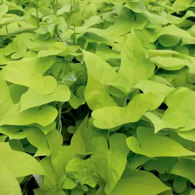 Sweet Potato Vine (Ipomoea)