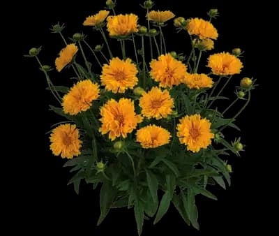 Solanna™ Golden Crown Coreopsis grandiflora