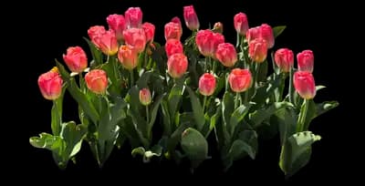 Tulip 'Cool Pink Lemonade'