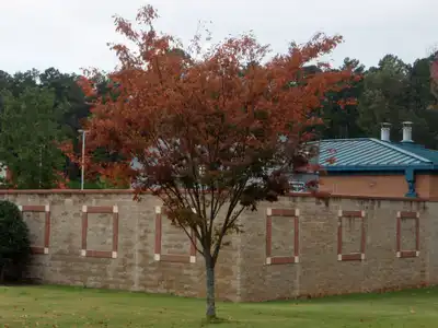 Burgundy Vase Burgundy Vase Zelkova