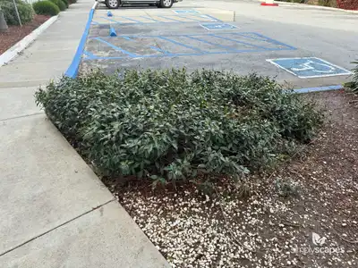 Star Jasmine