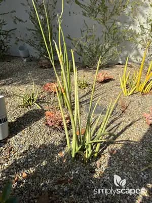 Elephant Tusks Plant