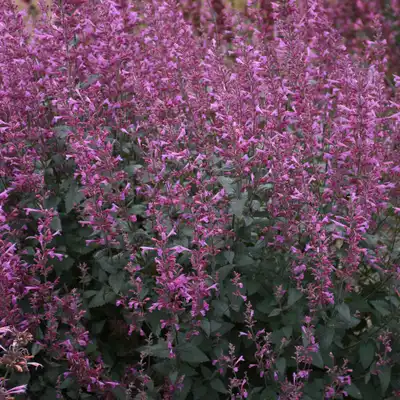 Meant to Bee® 'Royal Raspberry' Anise Hyssop