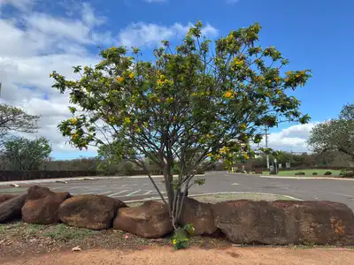 Scrambled Egg Tree