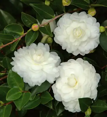 October Magic Carpet Camellia