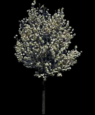 Jill Flowering Pear