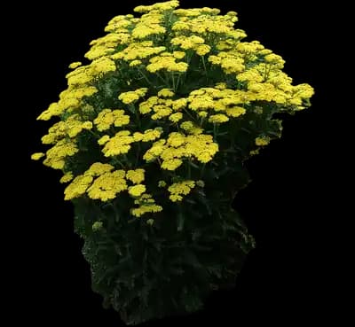 'Firefly Sunshine' Yarrow