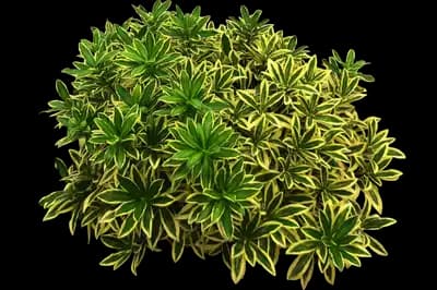 Maejima Variegated Winter Daphne
