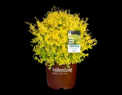 Ligustrum 'Sunshine'
