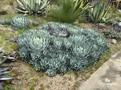 Parry's Agave