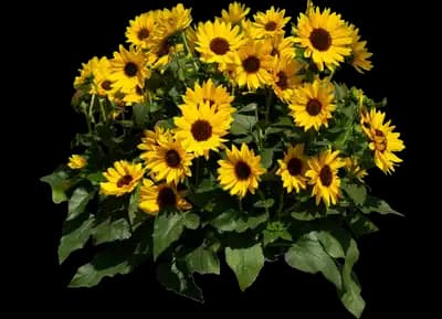 SOL SEEKER™ Bee Yellow Helianthus annuus