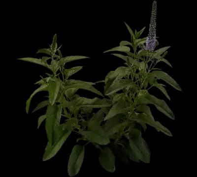 Longleaf Speedwell