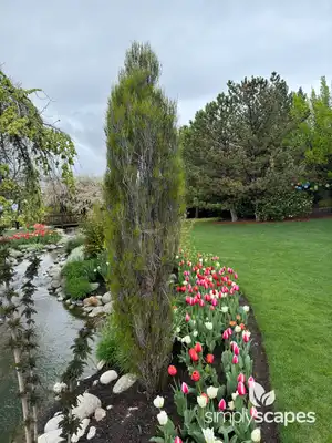Desert Willow