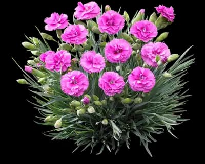 Scent First® Tickled Pink Dianthus Plant