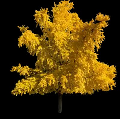 Autumn Gold Ginkgo Tree