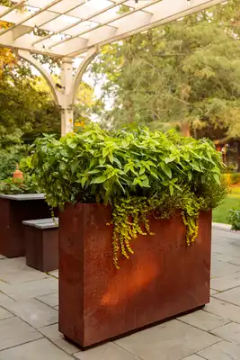 'Golden Delicious'® Golden Leaved Pineapple Sage