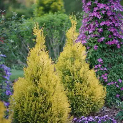 Fluffy® Western Arborvitae