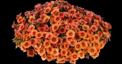 EYECONIC™ Orange Calibrachoa hybrida