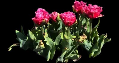 Tulip 'Mascotte Double Fringed'