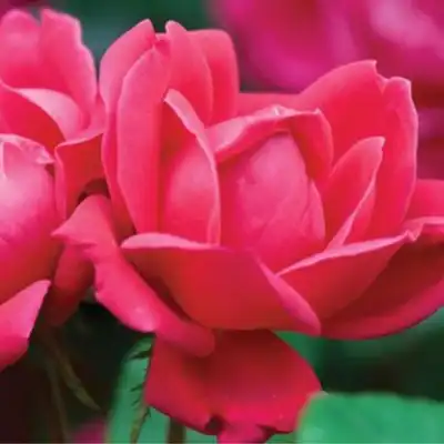 RADtko Double Knock Out® Rose