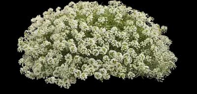 Variegated Mono Sweet Alyssum