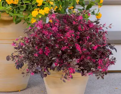 Purple Diamond® Semi-Dwarf Loropetalum