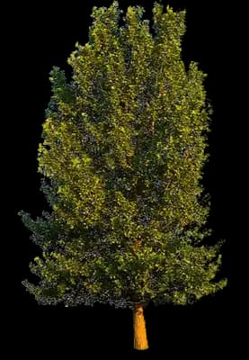 Poplar Tree (Populus)