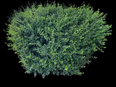 Common cotoneaster