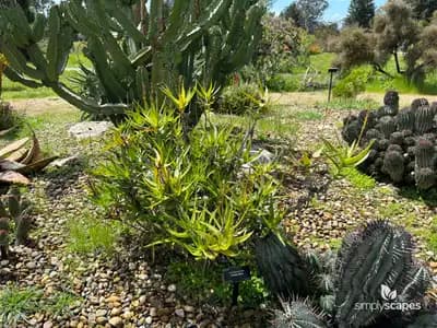 Slender Aloe